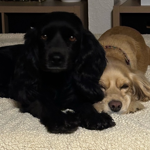 Meet your Posher, Lucia - Picture 1 of 1